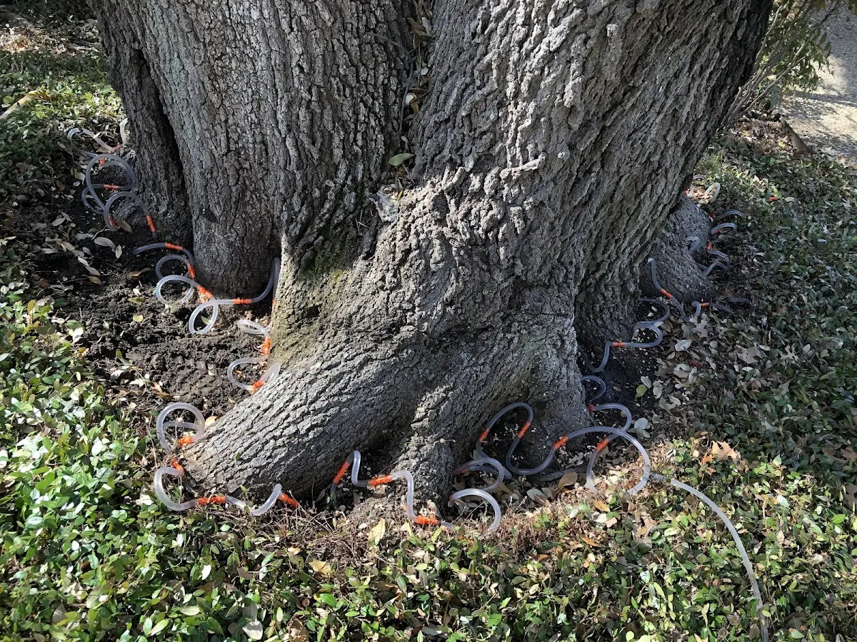 Detailed Tree Cabling and Bracing job site in Shenandoah