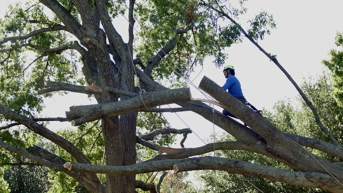 Professional Crown Thinning performed by certified arborists in Shenandoah